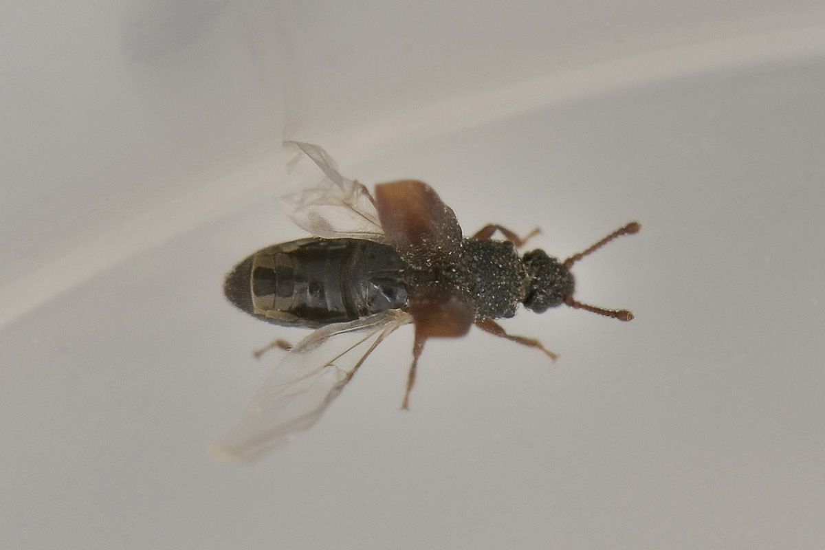 Monotoma sp. - Monotomidae